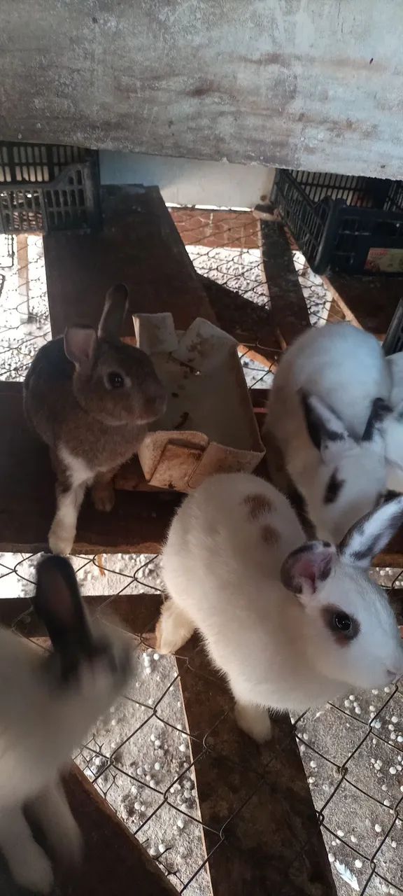 Vendo lote com 16 coelhos... - Foto 4
