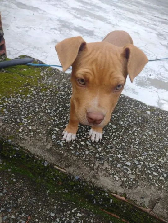 Vendo American Bully puro fêmea  - Foto 2