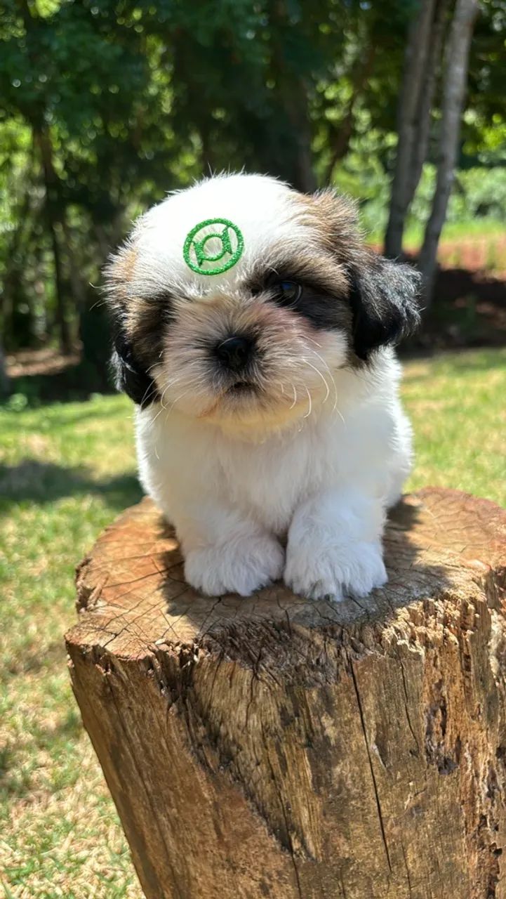 Vendo Macho de Shitzu mini  - Foto 3