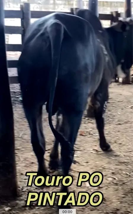 Touro Nelore pintado PO - Foto 6