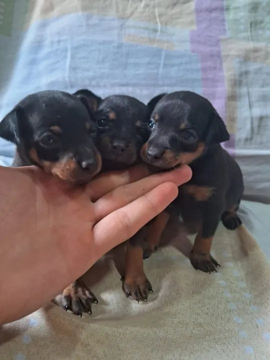 Vendo filhotes de Pinscher