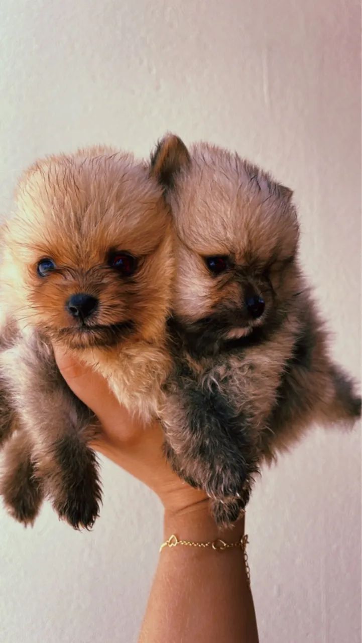 Lulu da Pomerania / Spitz - Foto 2