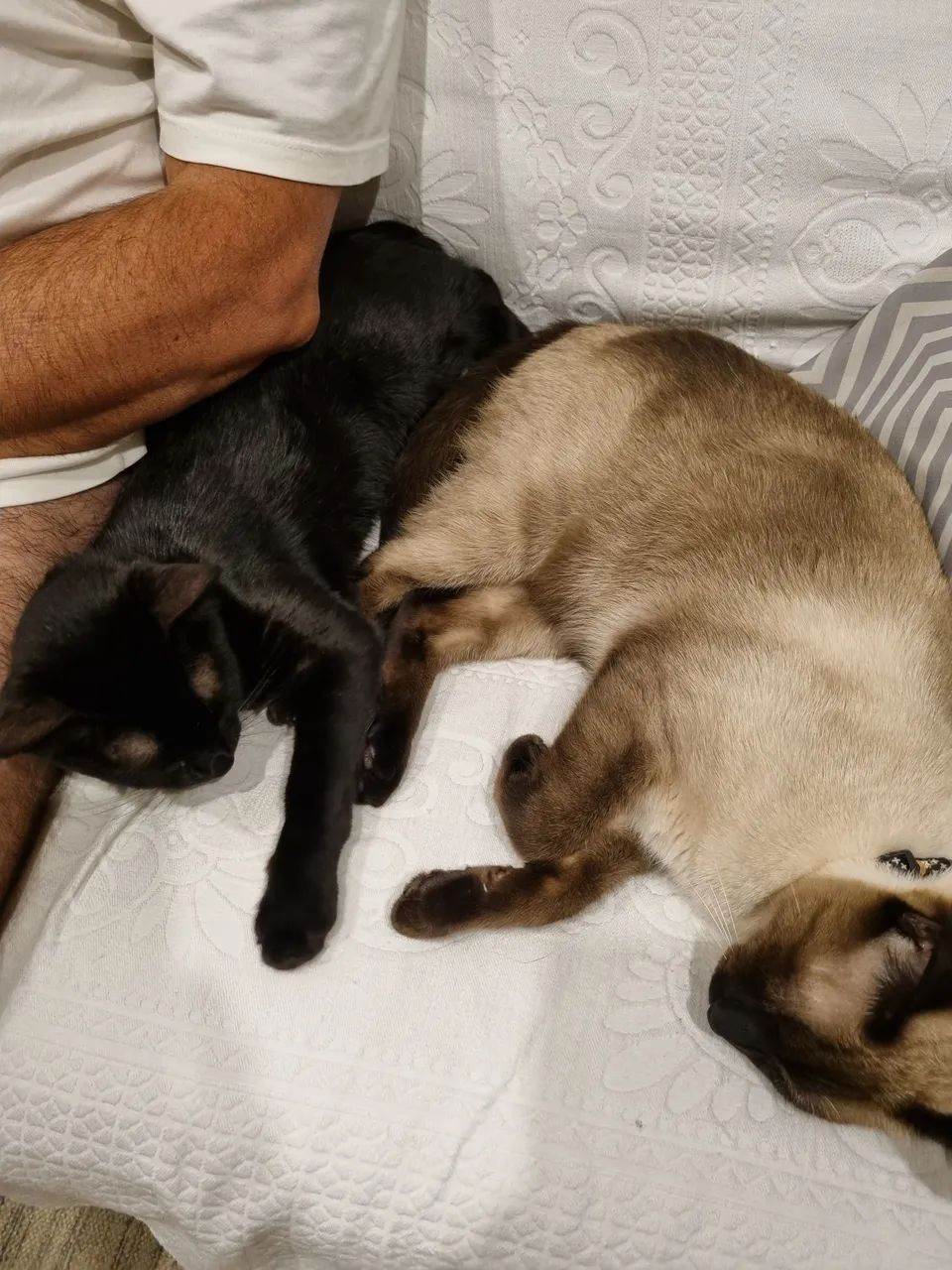 Doação de casal castrado de gatos. - Foto 5