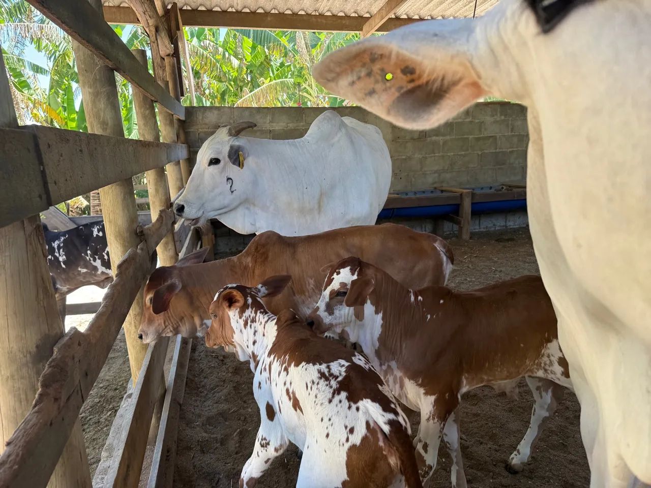 Lote de vacas e novilhas  - Foto 6