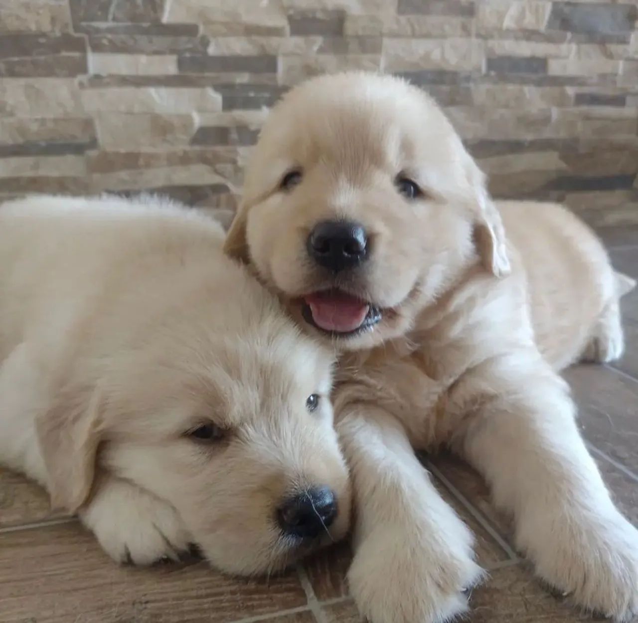  Golden Retriever - Foto 2