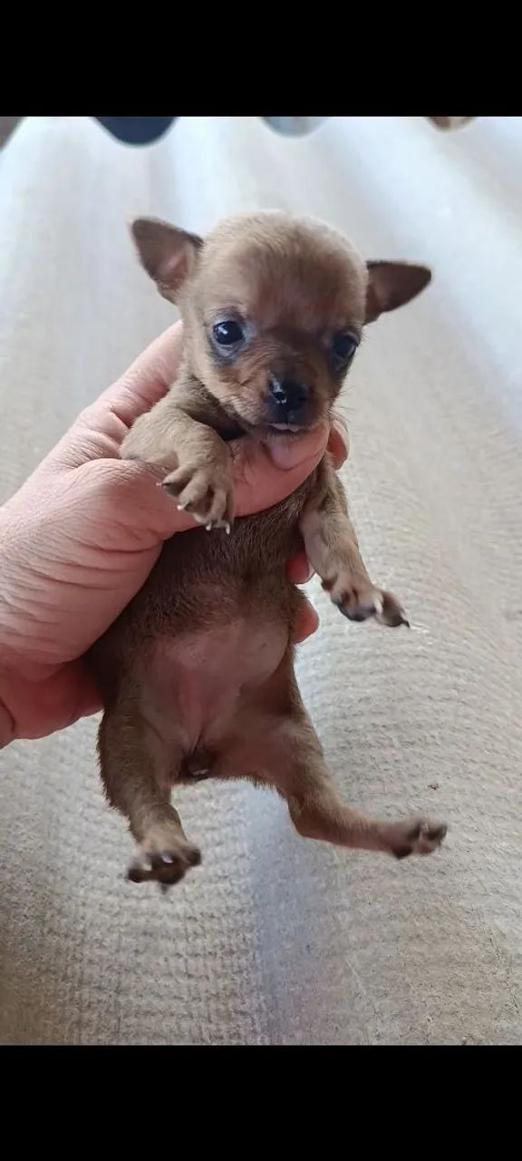 pinscher fêmea 00 - Foto 5