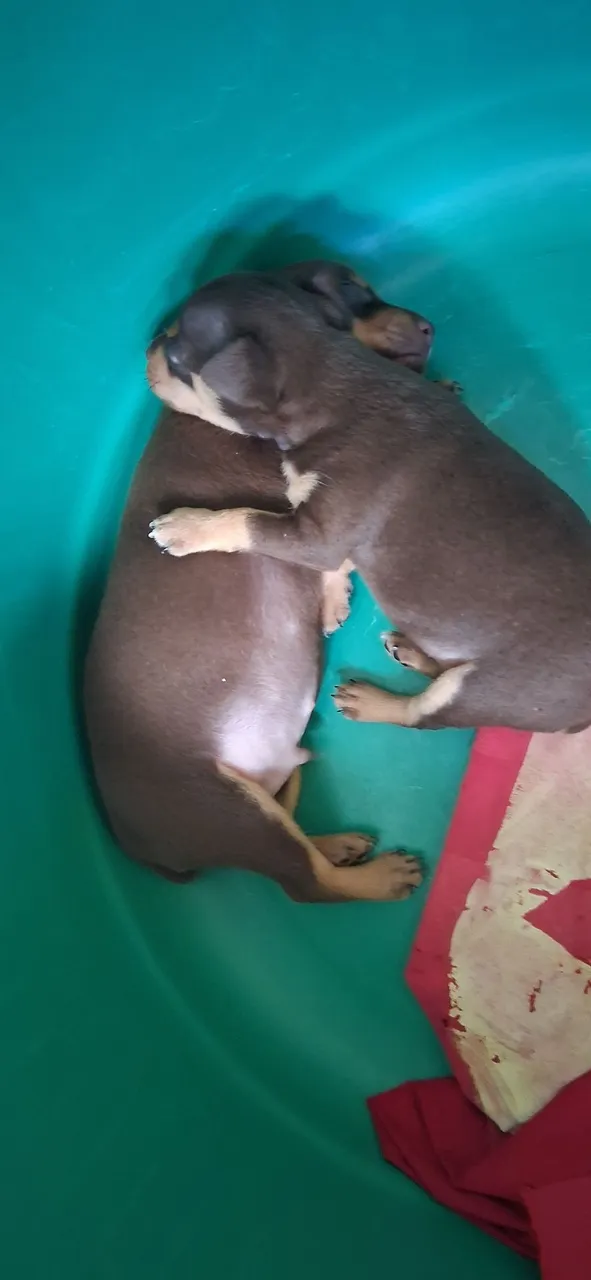 Filhotes de pinscher