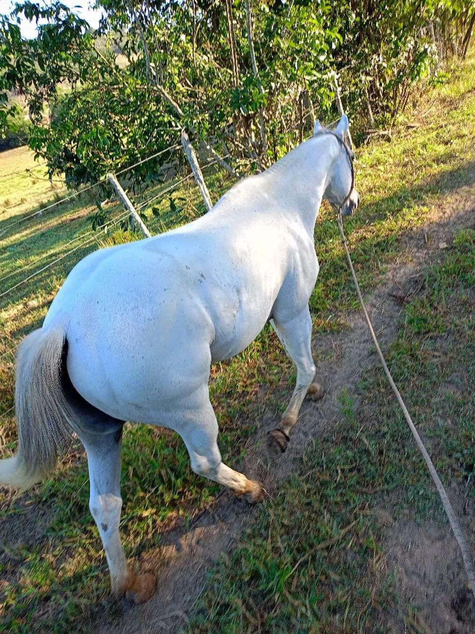 Cavalo de direita , 7 anos , pronto pra pegar e ir pra corrida? - Foto 4