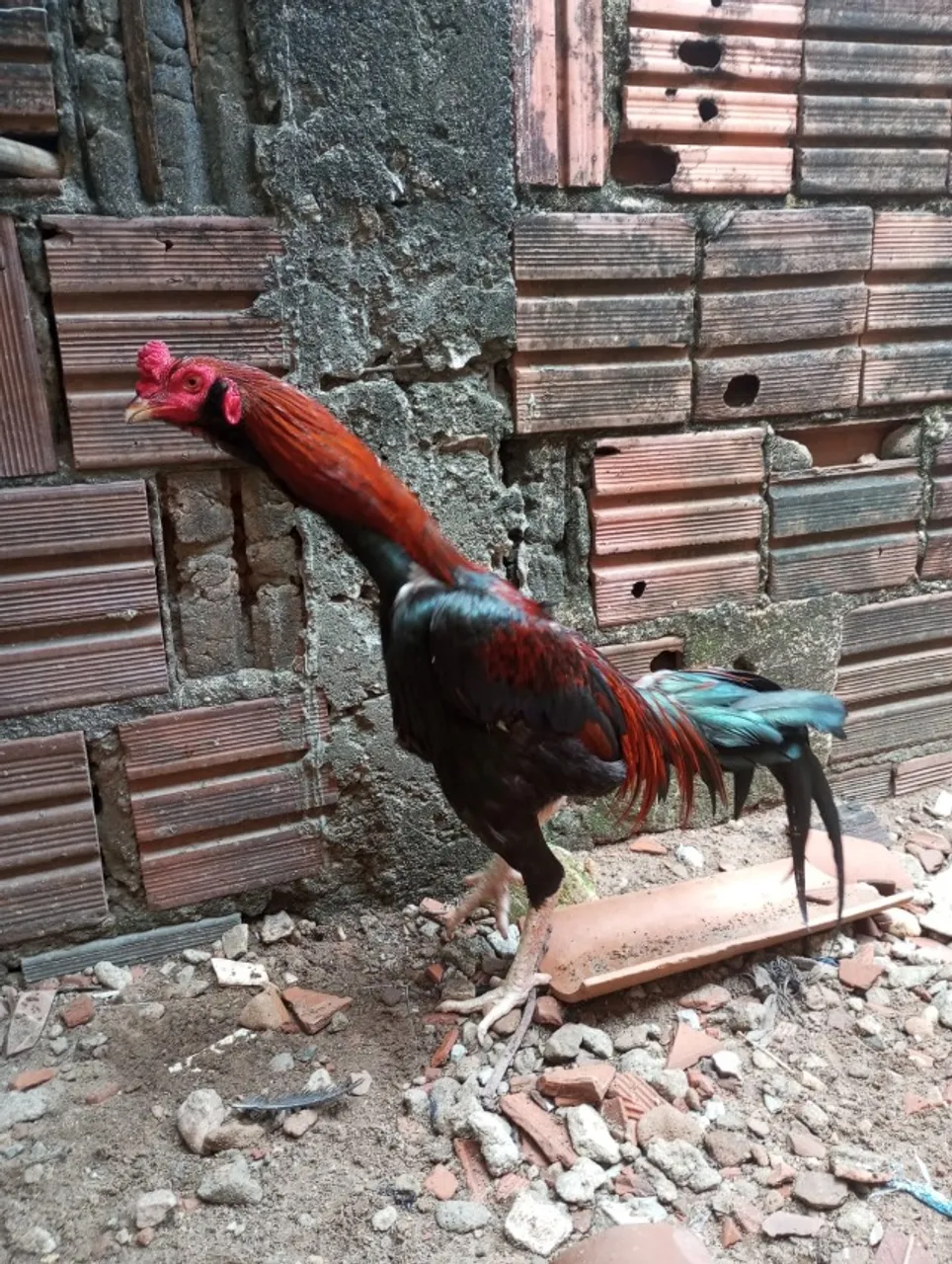 Galo