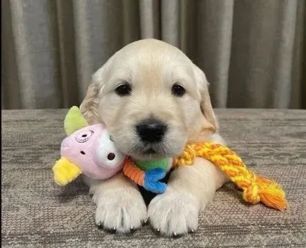 *DOAÇÃO* Filhote Golden Retriever - Foto 3