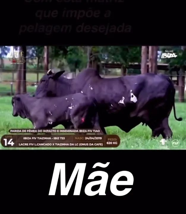 Touro Nelore pintado PO - Foto 5