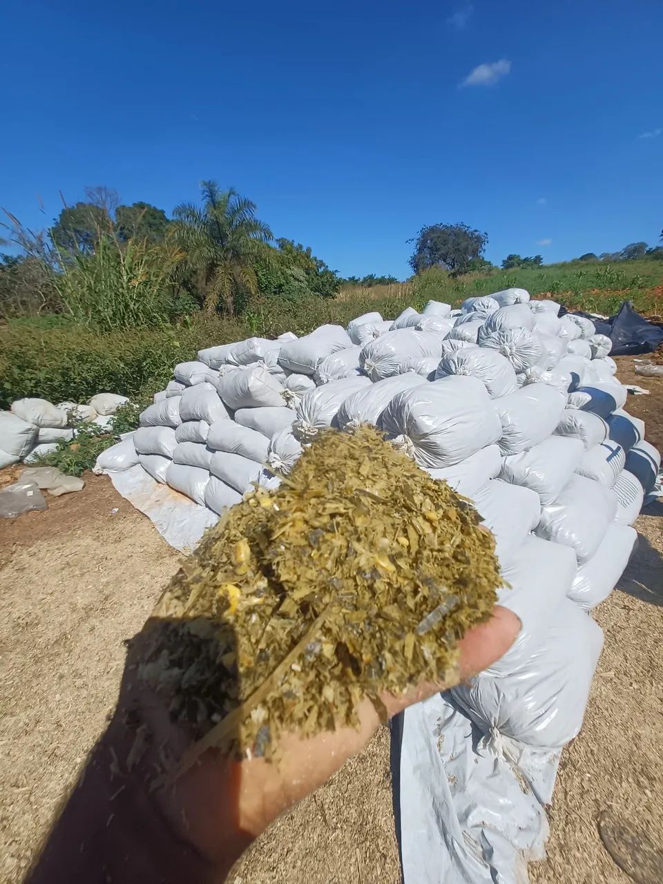 Corn silage bagged!!64313661899779121