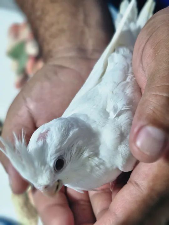 Vende-se albino filhote - Foto 2