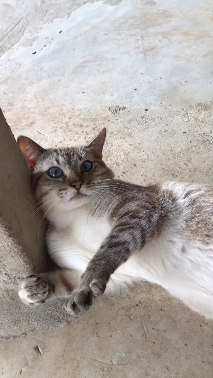 Doação De Gato - Foto 3