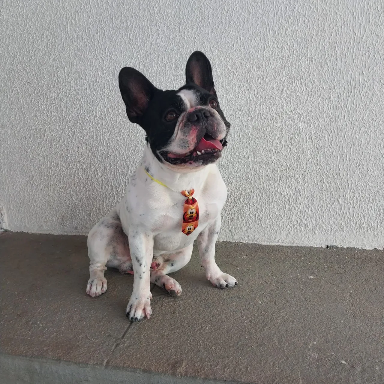 Bulldog Francês - Adorável e Brincalhão