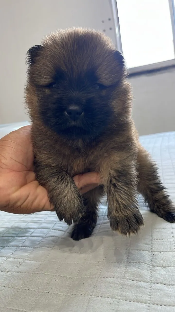 Filhote de Chow Chow