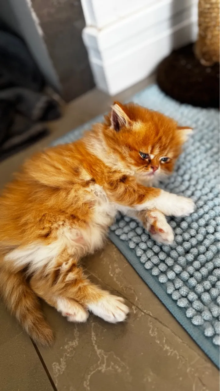 Gatinho persa disponível