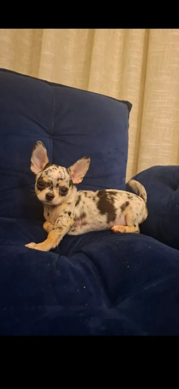 Chihuahuas apartir R$ 1900