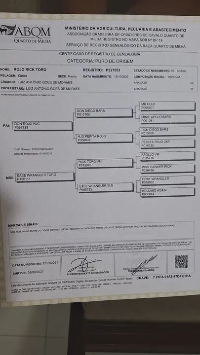 Garanhão QM, Romany For Cash - (TE), P273979  - Foto 4