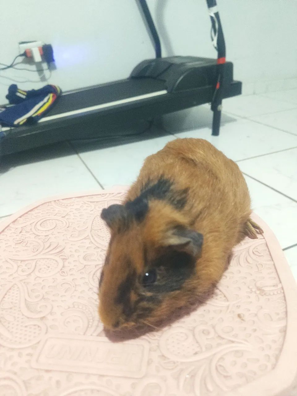 Porquinhos da índia  - Foto 3