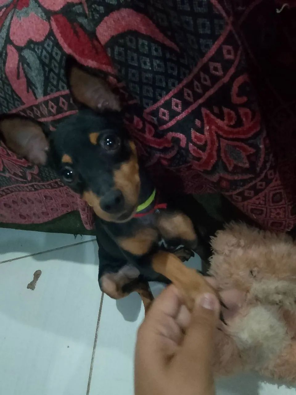  Pinscher  - Foto 5