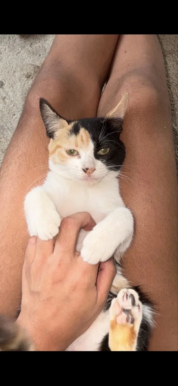 Doa-se gatinhos - Foto 3