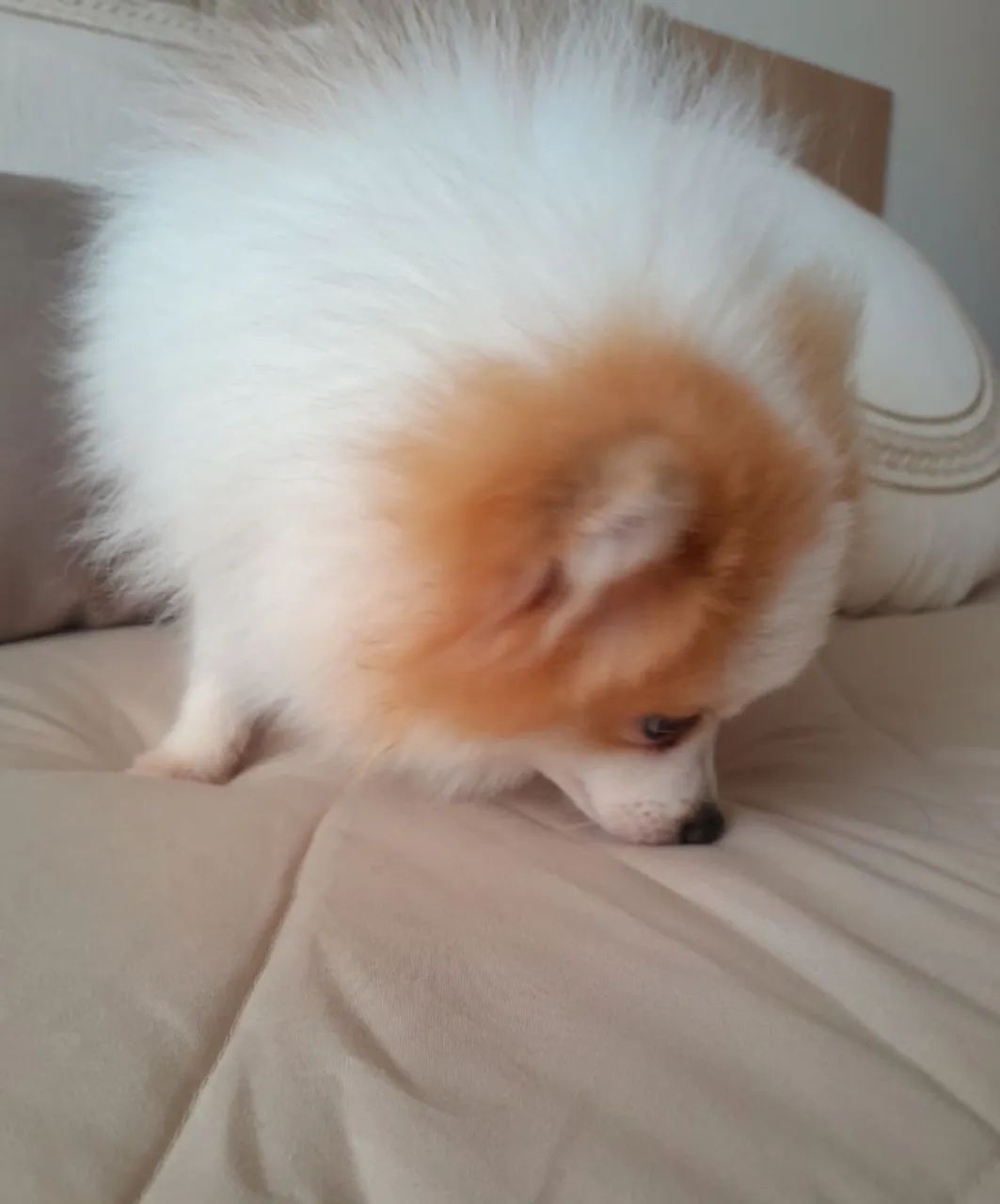 LULU DA POMERANIA ( SPTIZ ALEMAO ANÃO) - Foto 6