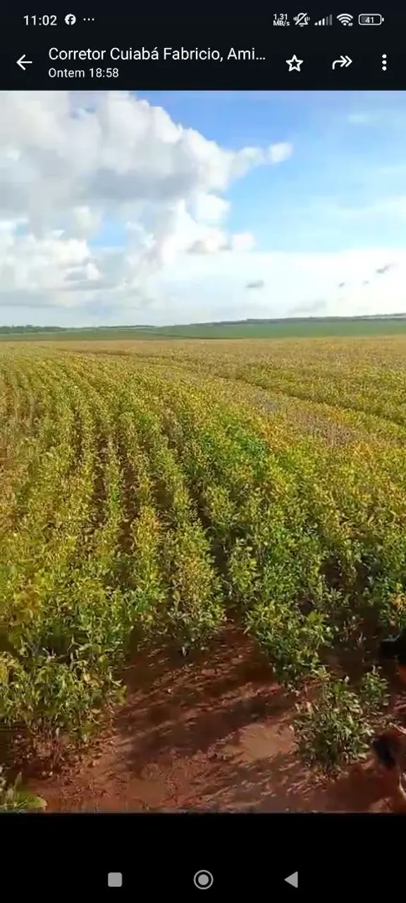 Fazenda arrendamento 1.400hec em Bandeirantes MS.