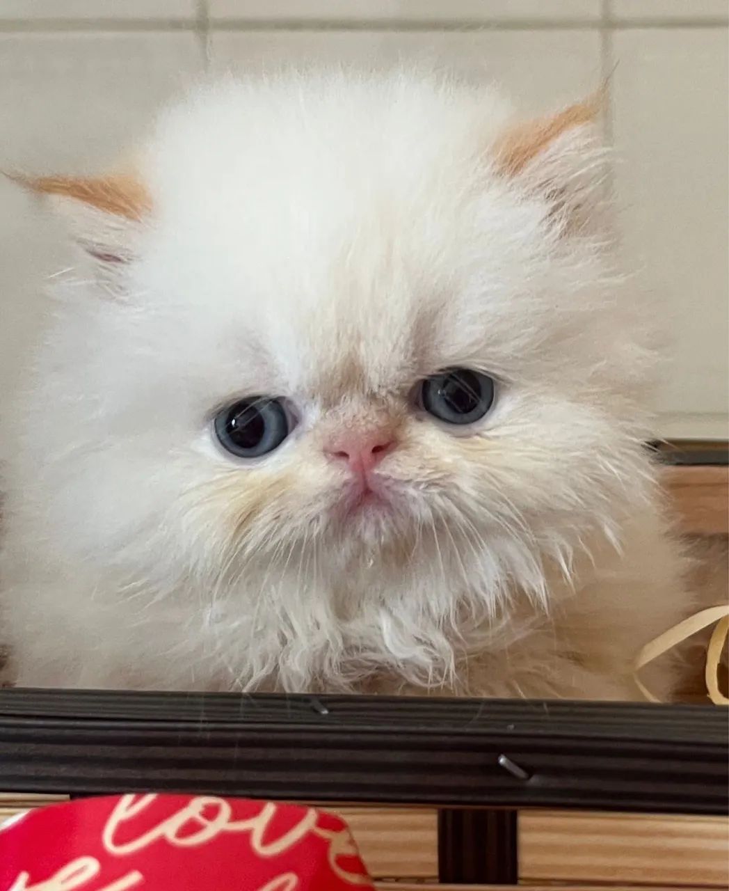 Gatos persa ,pequeninos , filhotinhos , bebezinhos