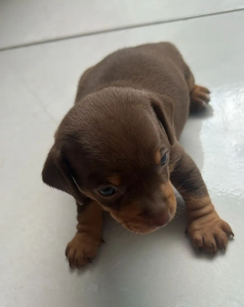 CACHORRO - Foto 4
