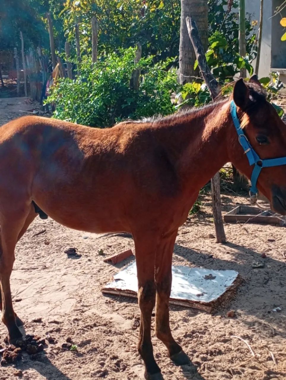 Cavalo  - Foto 3