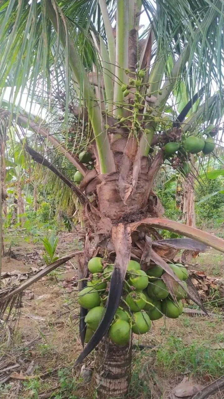 Vendo excelente chácara  - Foto 4