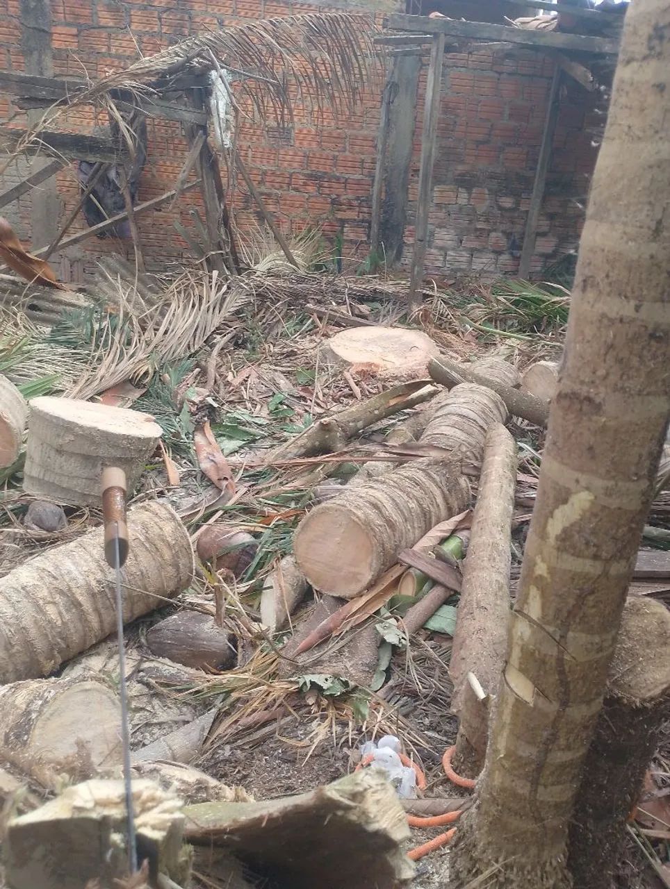 Trabalho com Corte e polda de árvore com moto serra - Foto 3