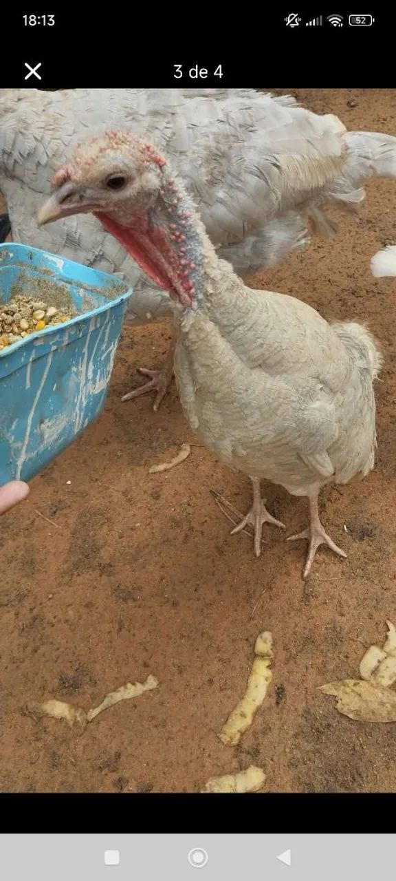 Ornamentais  - Foto 5