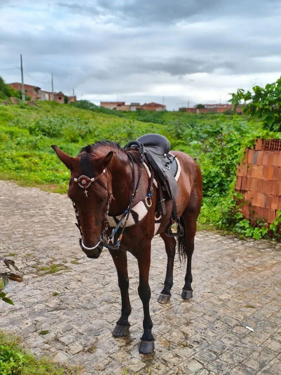 Cavalo  - Foto 2