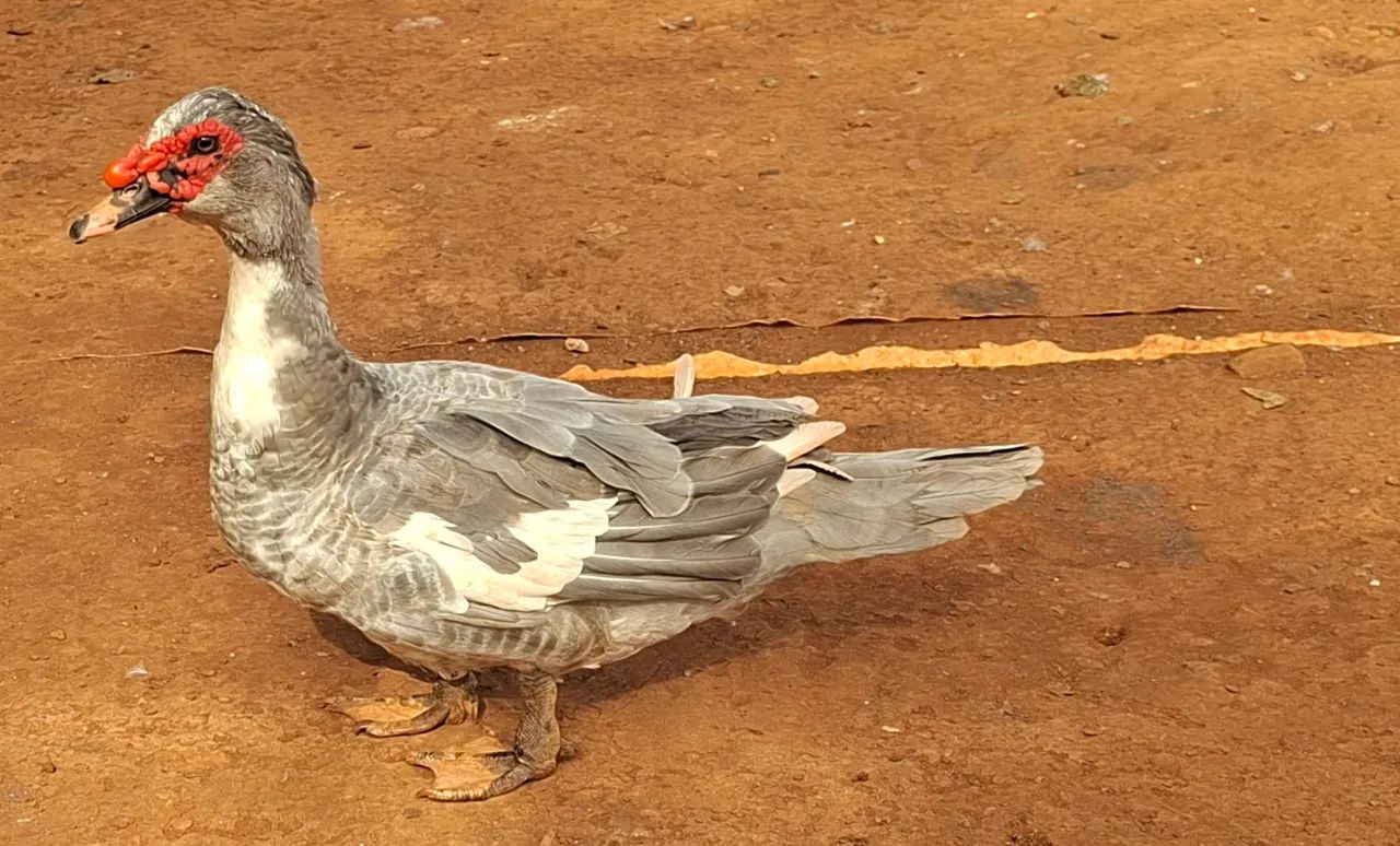 Patos machos - Foto 2