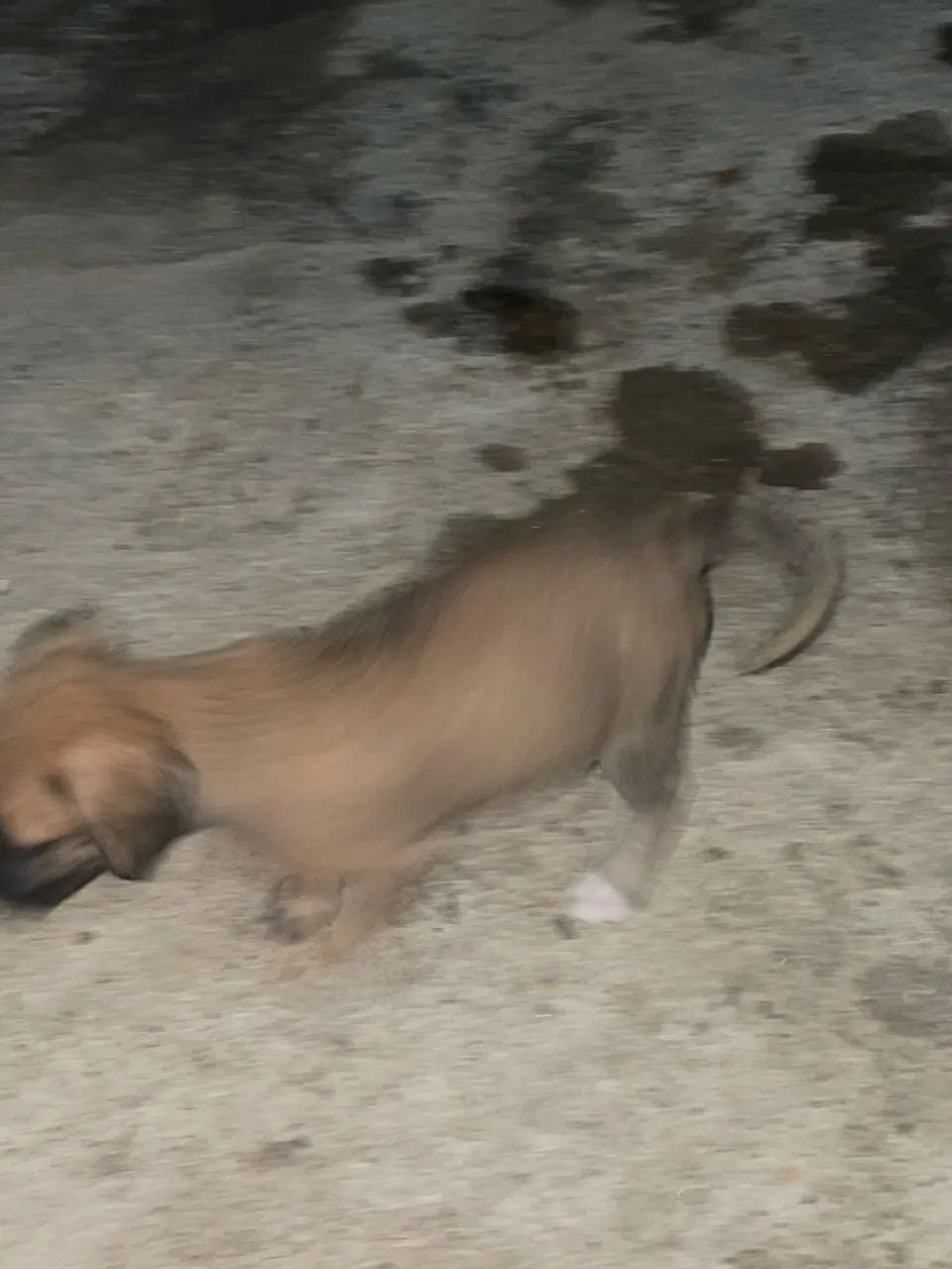 adoção filhotes ? - Foto 3