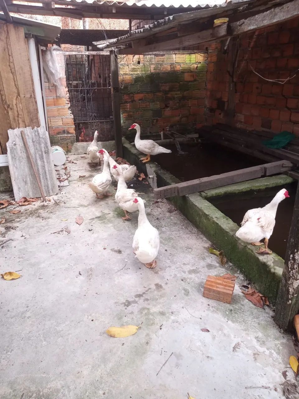 Pato - Foto 4