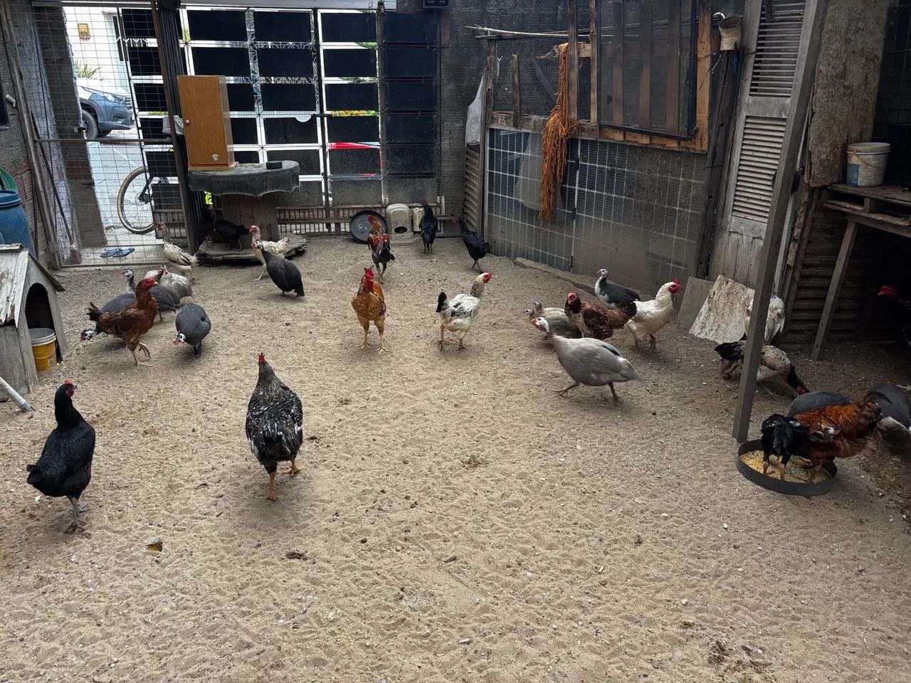 Galos e galinhas diversos. - Foto 4