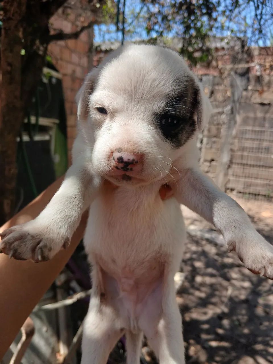 Doação  - Foto 2