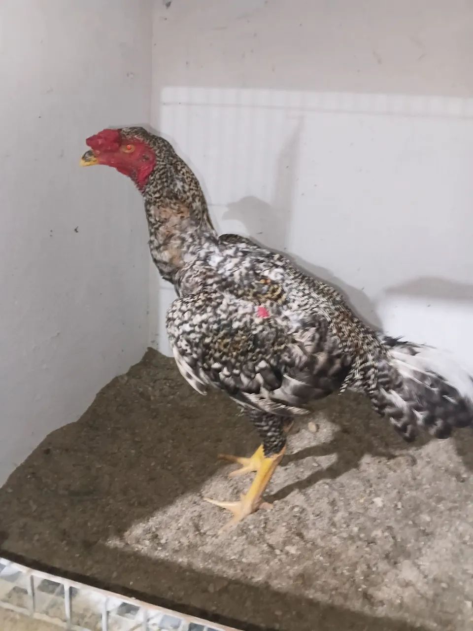 Frango