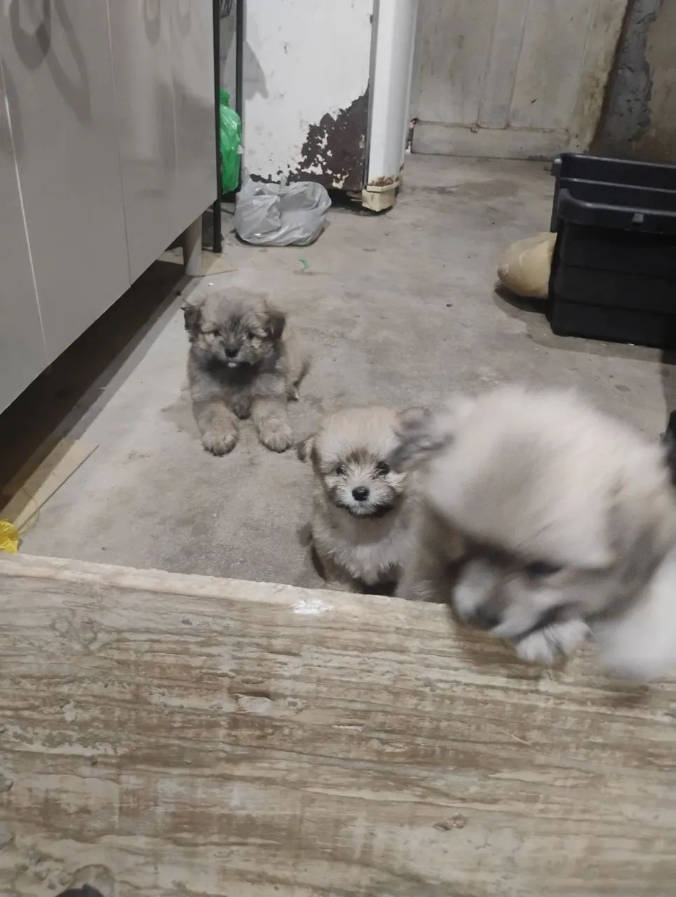 Vende-se cachorros Shitzu  - Foto 2