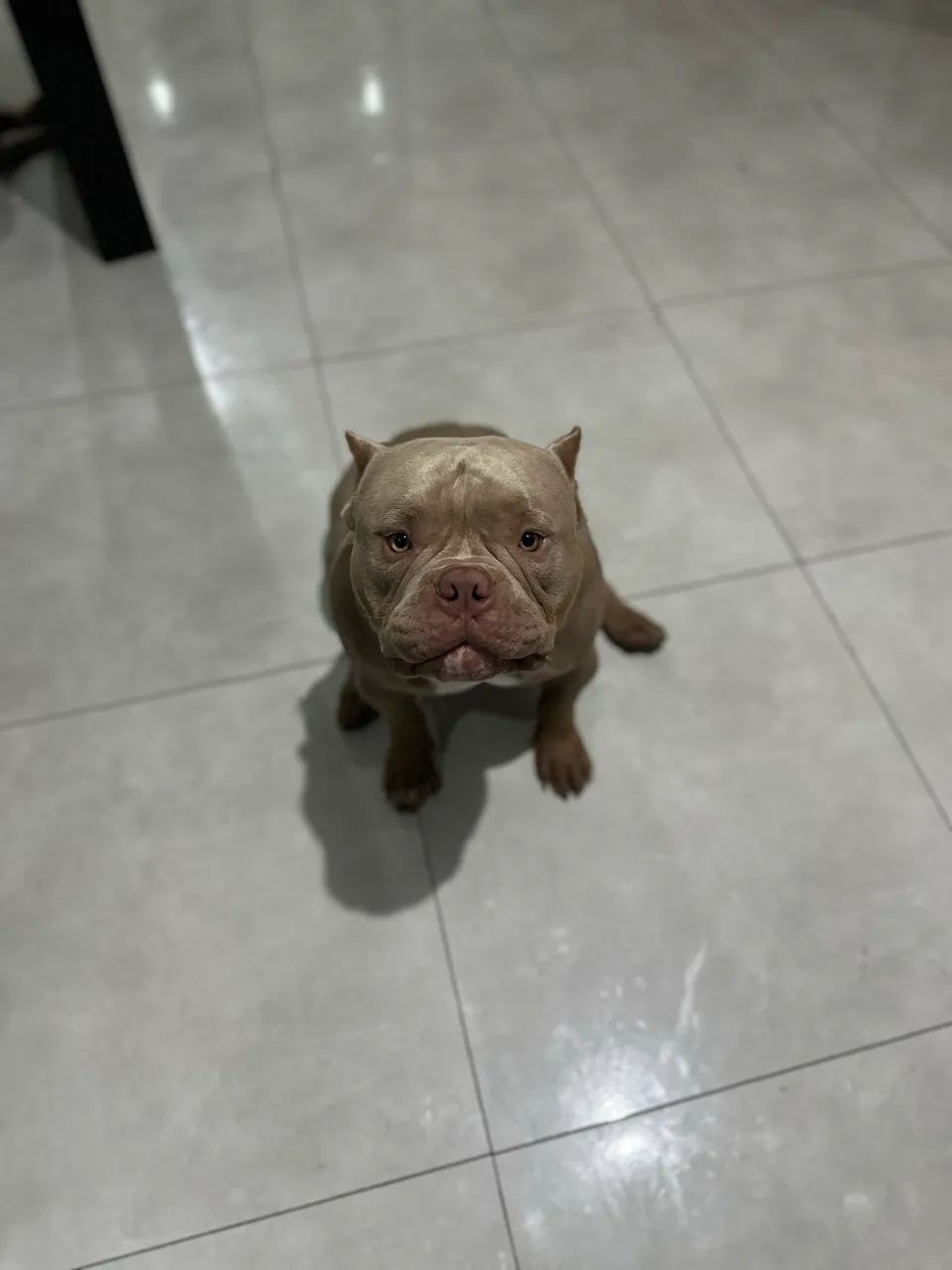 American Bully micro Lilac - Cobertura / Cruza  - Foto 2