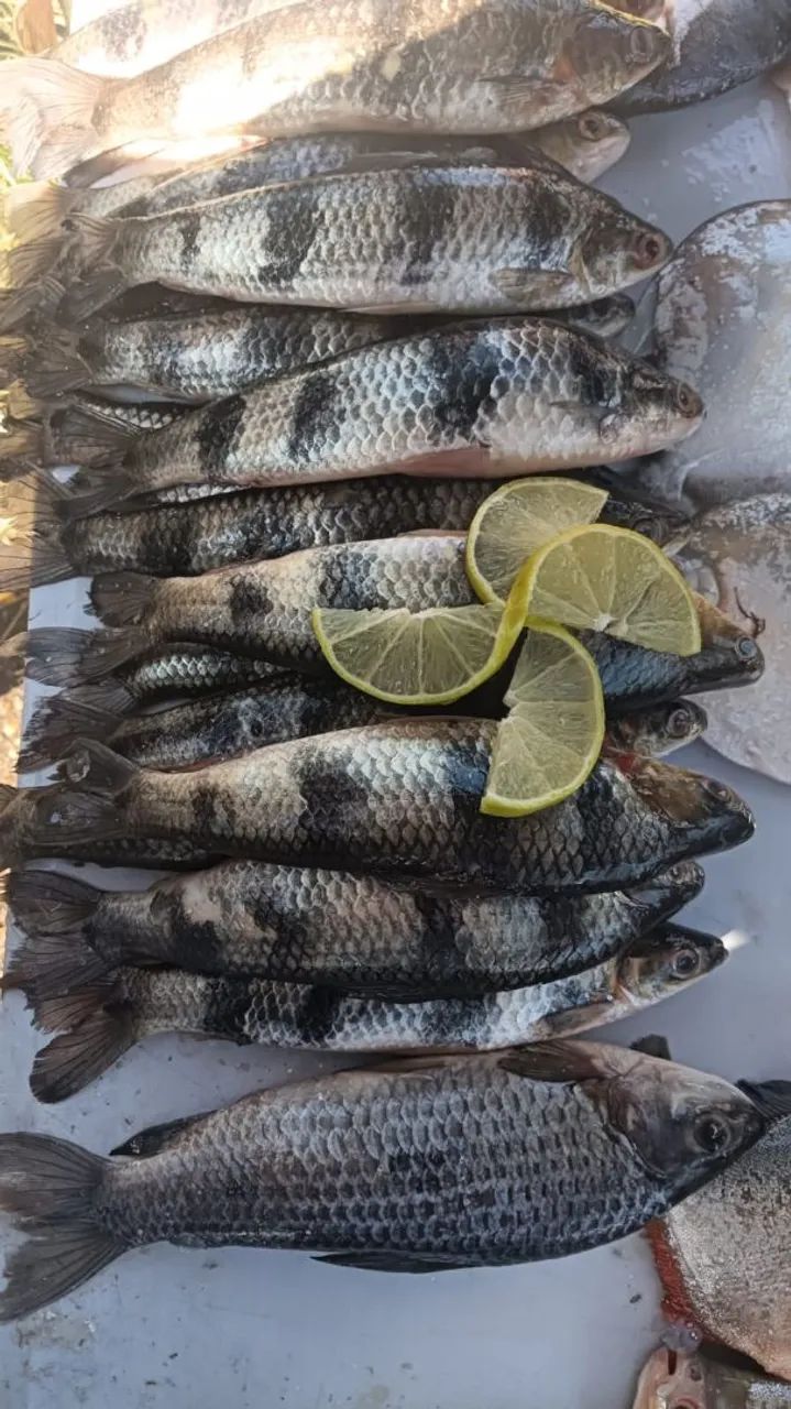 Vendas de Peixe ? - Foto 3