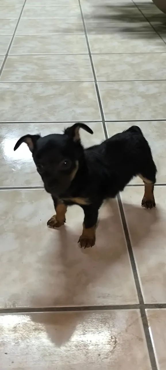 Filhote de Pinscher 1  - Foto 4