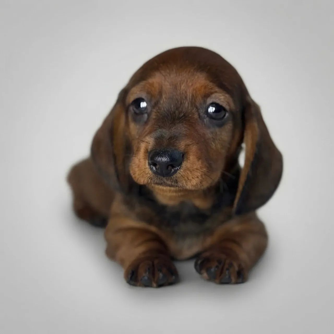 Filhotes de Dachshund macho  - Foto 4