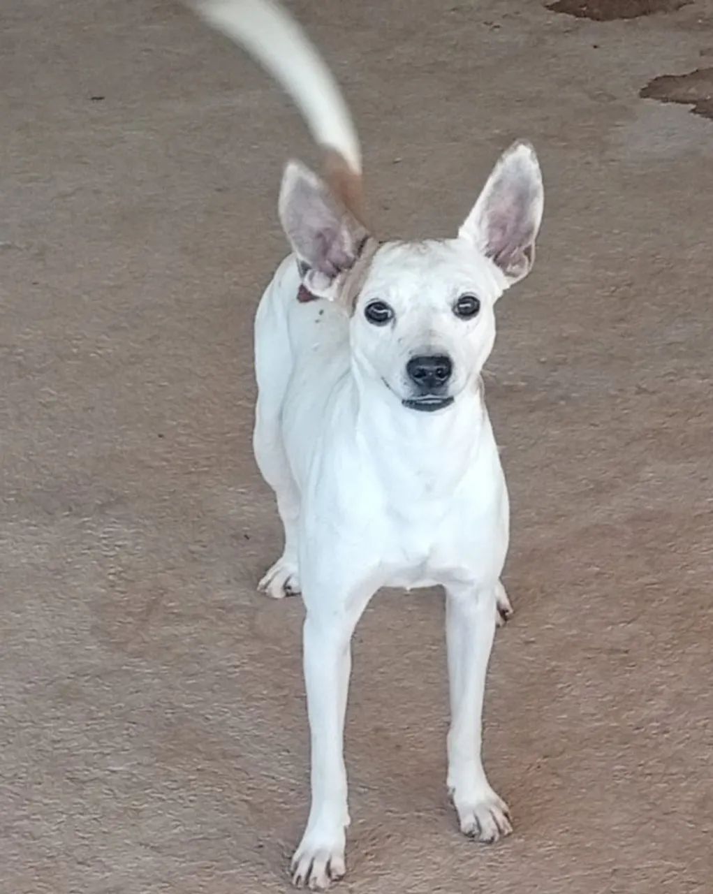 ADOÇÃO DE CACHORRO