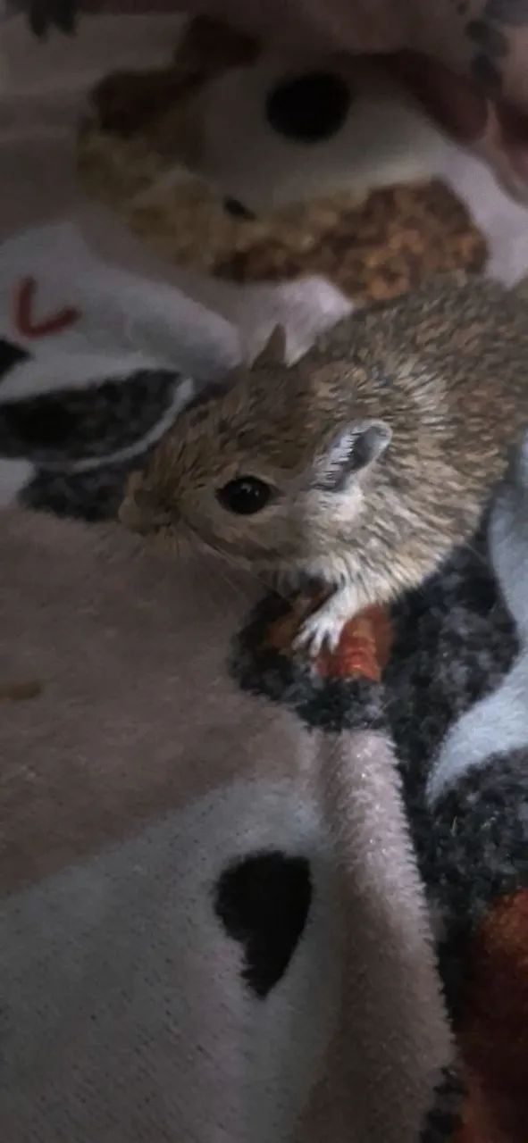 Gerbil esquilo da mongolia