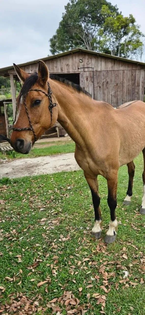 Cavalo Crioulo Documentado  - Foto 2