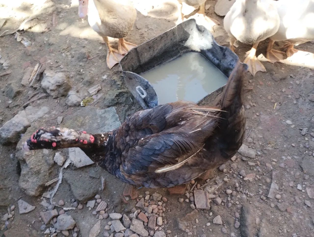Vendo dois galos e um casal de pato  - Foto 5